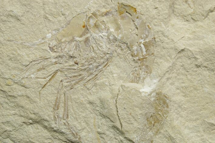 Cretaceous Fossil Shrimp - Lebanon #376609
